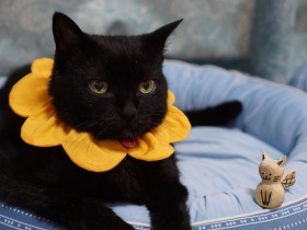 16歳を超えた愛猫　覚悟は必要、でも出来る限り明るくいたい