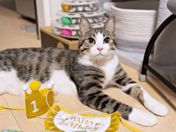 1歳の誕生日を迎えたにものちゃん（画像提供：にものちゃんねる【保護猫日記】さん）