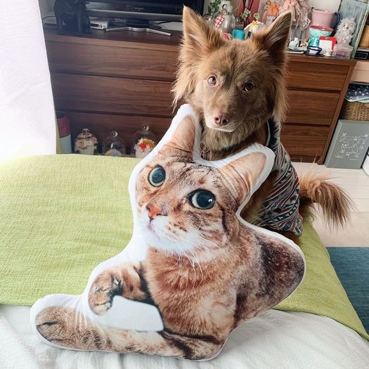 「めめちゃんが大きくなって戻ってきた…」tekoさんの親友から最近、贈られたクッション