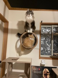 レイくんとエマちゃん。猫は高いところが大好き（提供写真）