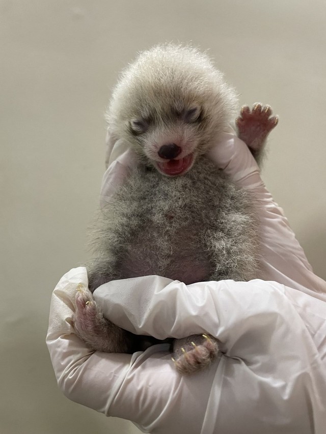 7月17日。産まれたばかりのレッサーパンダ。かわいい！画像提供：那須どうぶつ王国