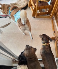 リアンさんのところにいる他の犬たちもケンタくんに興味津々（「lien(リアン)」さん提供、Instagramよりキャプチャ撮影）