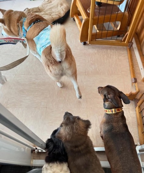 リアンさんのところにいる他の犬たちもケンタくんに興味津々（「lien(リアン)」さん提供、Instagramよりキャプチャ撮影）