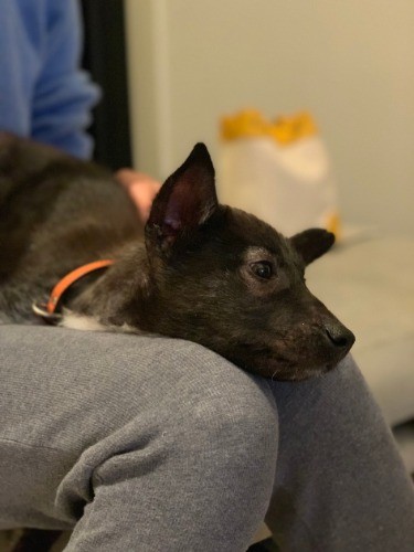 野犬くんはもうすぐ里親募集始めます。詳しくはインスタグラムへ