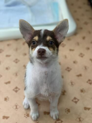 家にきたころの「しんのすけ」