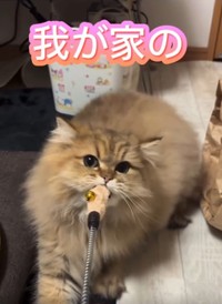 今ではやんちゃさんに！（ぷんちゃんの飼い主さん提供、Instagramよりキャプチャ撮影）