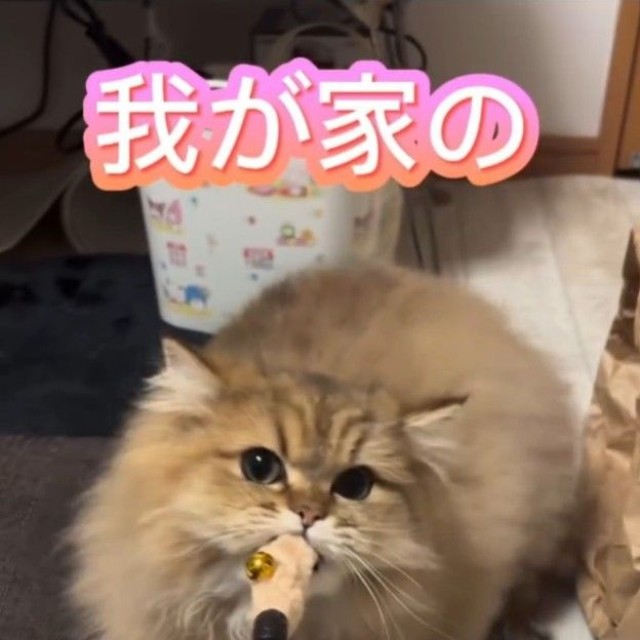 今ではやんちゃさんに！（ぷんちゃんの飼い主さん提供、Instagramよりキャプチャ撮影）