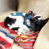 のんびりとくつろぐさぬきちゃん（画像提供：バーバラ村田さん）