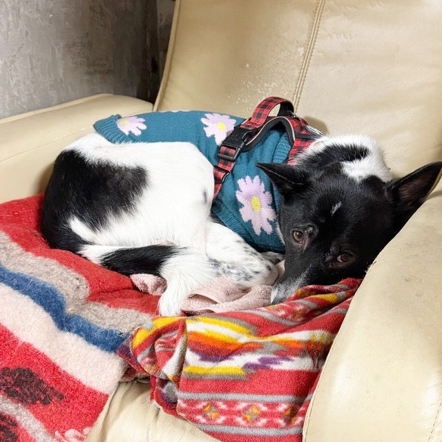 のんびりとくつろぐさぬきちゃん（画像提供：バーバラ村田さん）