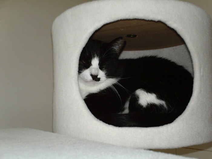 家に来た当初のてんちゃん、やはりキャットタワー（ボックス）に閉じこもったのですが……（さかざきさん提供）