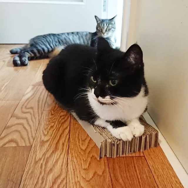 おくつろぎ中=uni_hiji_konaさん提供