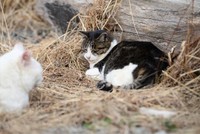 今年1月ごろには、地域猫が2日間にわたり捕獲器に閉じ込められる事案が発生。写真は他の地域の猫たち（高沢さん提供）