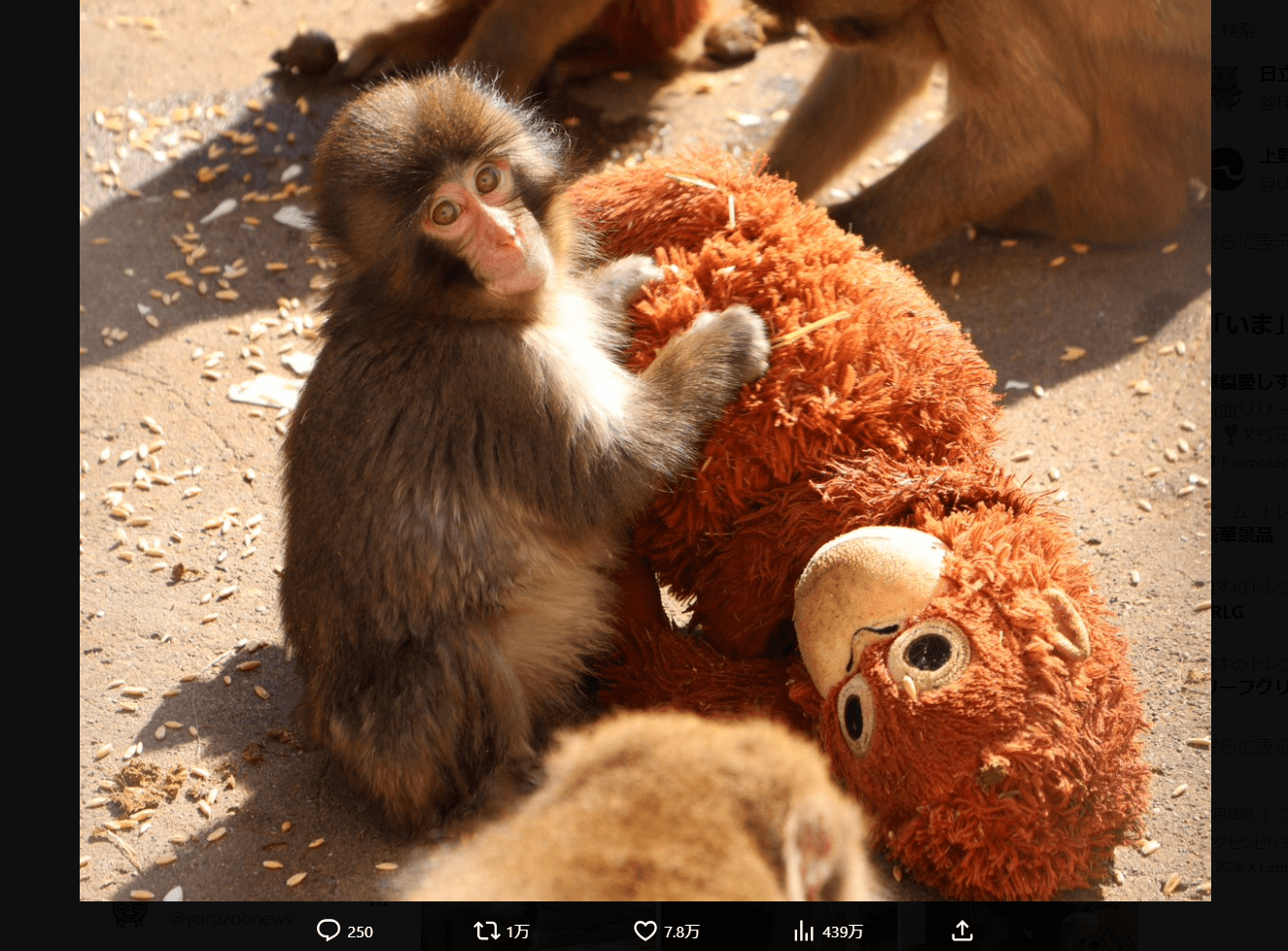 市川市動植物園の公式X（@ichikawa_zoo）より