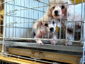 犬・猫つめ込み飼育、規制へ　環境省が検討会を立ち上げへ