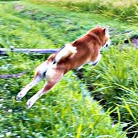 散歩中、大ジャンプ！ 側溝を飛び越えて、前方の更地へ（画像提供：柴犬ティーくん＆パパさん）