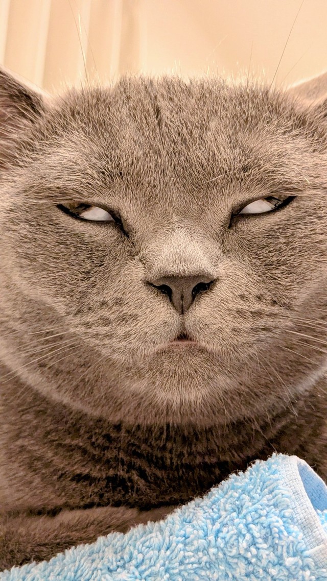 白目で入眠（提供：たぬをさん）