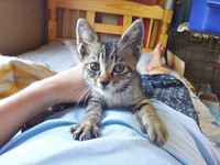 保護2日目、飼い主さんのお腹の上が定位置になったキビくん（画像提供：やまざきうなむーさん）