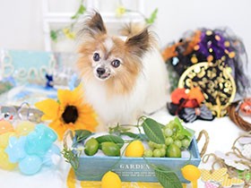 飼育放棄されそうなところ引き取り家族に　今では生活の中心にいるパピヨン「ルイ」