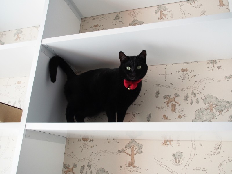 自宅飼いだが、診療所にもやってくる