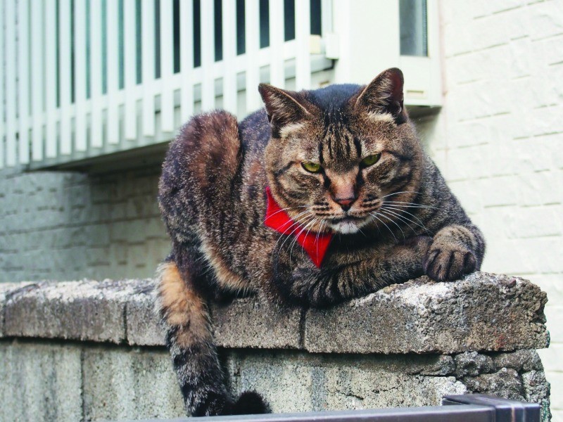 店裏の塀の上で、ボス健在をアピール。よそ者が通ると、目が険しくなる