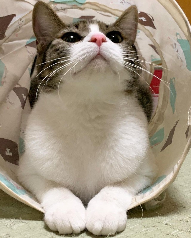 ピンクの鼻、大きな目、ふかふかの白い胸の被毛、どこから見ても美猫だにゃ