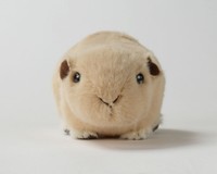 オリジナルのグンディぬいぐるみも好評です！（提供：足立区生物園さん）
