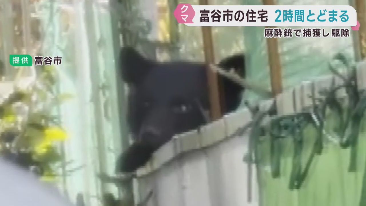 住宅街にクマがとどまる　麻酔銃で捕獲され駆除　宮城・富谷市