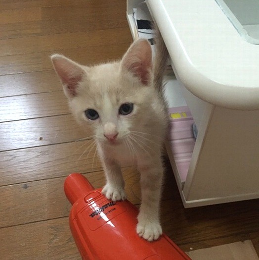 掃除機も怖くなんかないよ