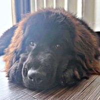 のんびりくつろぐステラさん（画像提供：ニューファンのステラさん）