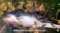 コケ取りとして知られているが、実際は動物性のエサを好む／ガックンchさん（@gakkun_ch）提供