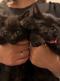 黒猫兄弟が再会！（「ねぎごま」さん提供）