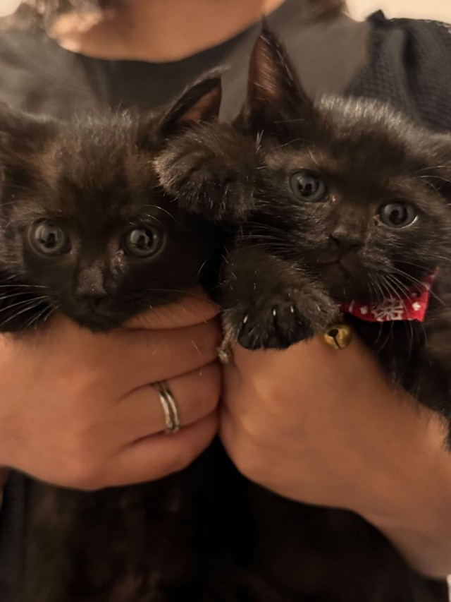 黒猫兄弟が再会！（「ねぎごま」さん提供）