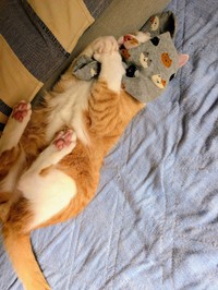どうしても靴下を履きたいと大騒ぎ！（ふみさん提供）