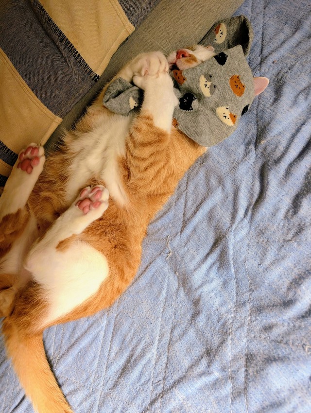 どうしても靴下を履きたいと大騒ぎ！（ふみさん提供）