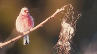 岡山県生涯学習センターで野鳥の写真展