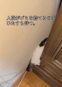 保護初日、必死に逃げようとするせいこちゃん（えみさん提供、Instagramよりキャプチャ撮影）