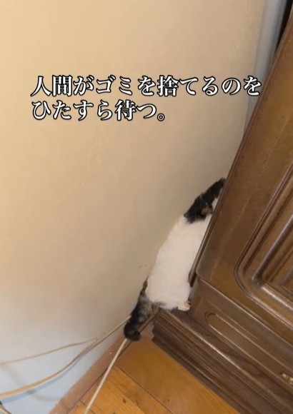 保護初日、必死に逃げようとするせいこちゃん（えみさん提供、Instagramよりキャプチャ撮影）