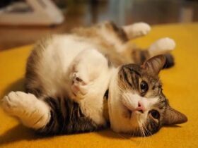 マンチカン「文太」の得意技は“ひねりヘソ天”　時にはそのまま寝ることも