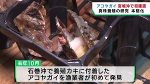 真珠養殖のアコヤガイ宮城県沖で初確認　真珠生産を研究へ