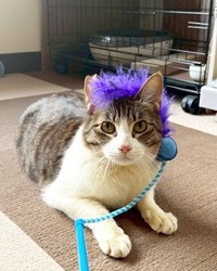 今はすっかりふっくらな猫さんに（「大阪さくらねこの会」さん提供）