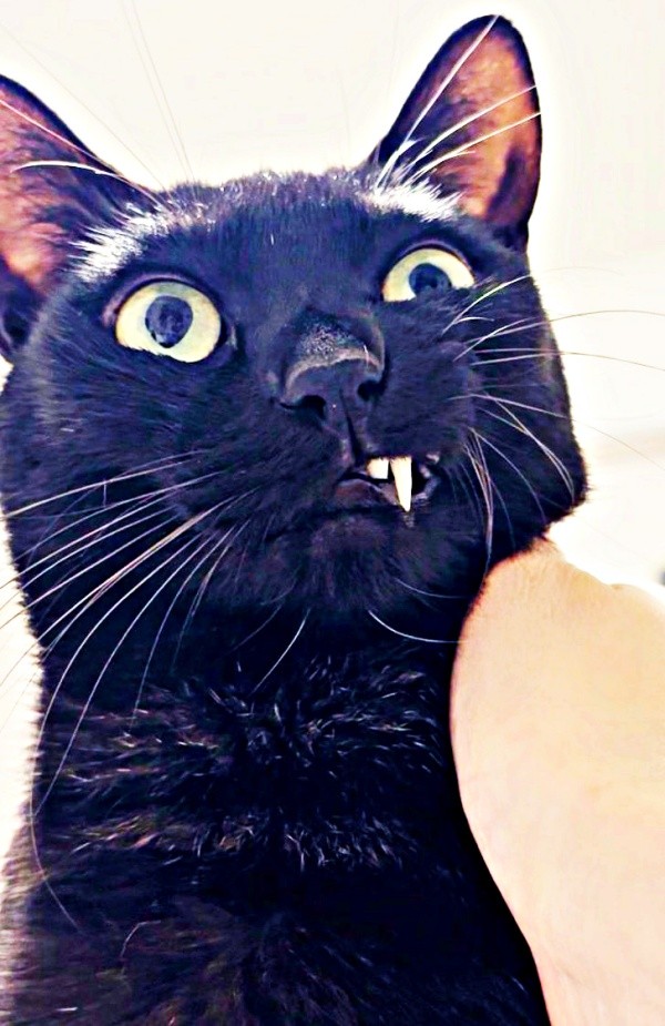 イッ！ 犬歯が出てきたうにちゃん（画像提供：うおおおさん）