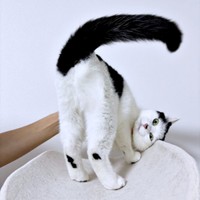 お茶目なショットが愛らしいめかぶちゃん（画像提供：硝子さん）