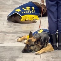 人間の式典には興味がない警察犬たち。突然大きな号令の声が聞こえたり、大勢の知らない人間がいる非日常な空間でもリラックス出来るのがすごい！（動画からキャプチャー／提供：ゆるふわ怪電波☆埼玉さん）