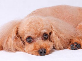 トリミングから帰ってくつろいでるよ　トイプードル「ハル」