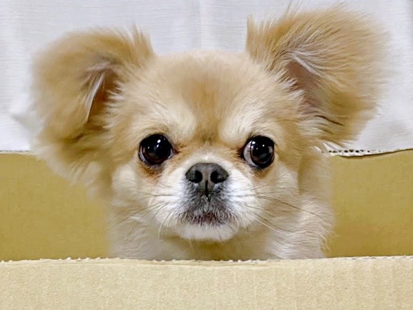 大きなお耳と瞳がキュートなハナちゃん（画像提供：うわうわ犬のハナさん）