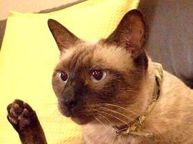 ネットで見つけた人懐っこい子猫　縁を感じて自宅に迎える