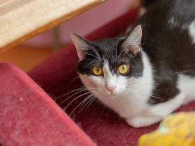 骨盤を骨折し、雨の中大声で助けを求めていた白黒猫　猫愛の連携プレーで幸せな家猫に