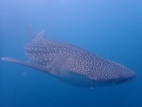 2025年7月20日。海上生け簀で水族館に入る準備を行う11代目ユウユウ（かごしま水族館提供）