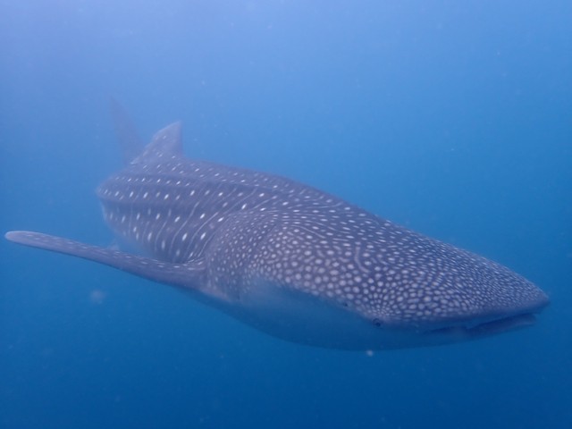 2025年7月20日。海上生け簀で水族館に入る準備を行う11代目ユウユウ（かごしま水族館提供）