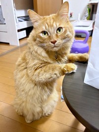 4歳を迎え、立派に成長した虎太郎くん（画像提供：梅虎さん）